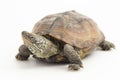 The razor-backed musk turtle (Sternotherus carinatus) isolated on white background