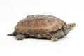 The razor-backed musk turtle (Sternotherus carinatus) isolated on white background Royalty Free Stock Photo