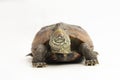 The razor-backed musk turtle (Sternotherus carinatus) isolated on white background Royalty Free Stock Photo