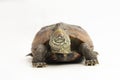 The razor-backed musk turtle (Sternotherus carinatus) isolated on white background