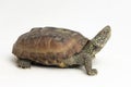 The razor-backed musk turtle (Sternotherus carinatus) isolated on white background Royalty Free Stock Photo