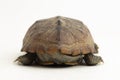 The razor-backed musk turtle (Sternotherus carinatus) isolated on white background