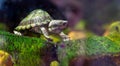 Razor-backed musk turtle, Sternotherus carinatus