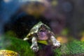 Razor-backed musk turtle, Sternotherus carinatus