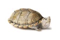 razor backed musk turtle tortoise sternotherus carinatus Royalty Free Stock Photo