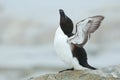 Razor-Billed Auk