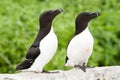 Razor-Billed Auks