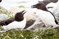 Razor-Billed Auks