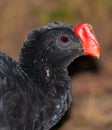 Razor-billed Curassow Royalty Free Stock Photo