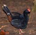 Razor-billed Curassow