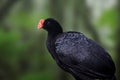 Razor-billed Curassow bird