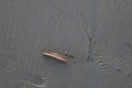 Razor shell on the sand
