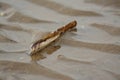 Razor shell on a wet sandy beach