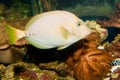 Razor Surgeonfish in Aquarium