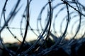 Razor wire silhouette Royalty Free Stock Photo