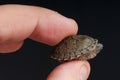 Razorback musk turtle Royalty Free Stock Photo