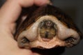 Razorback Musk Turtle head shot being held in human hands Royalty Free Stock Photo