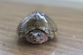 Razorback musk turtle or sternotherus carinatus  on table Royalty Free Stock Photo
