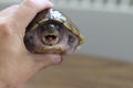 Razorback musk turtle or sternotherus carinatus  on table Royalty Free Stock Photo