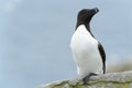 Razorbill adult on a rock