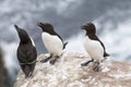 Razorbill adult on a rock