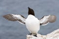 Razorbill Alca torda adult, flapping wings on rock looking over the Ocean