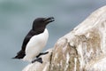 Razorbill Alca torda adult, on rock looking over the Ocean