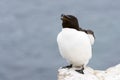 Razorbill Alca torda adult, flapping wings on rock looking over the Ocean