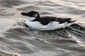 Razorbill, Alca torda, black and white bird lying in the sea