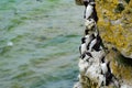 The razorbill Alca torda and the common murre or common guillemot