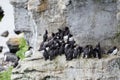 The razorbill Alca torda and the common murre or common guillemot