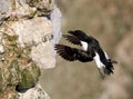 Razorbill - Alca torda, flying to the cliff face.