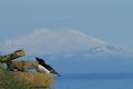 razorbill (Alca torda) Latrabjarg Iceland