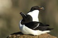 razorbill (Alca torda) Latrabjarg Iceland Royalty Free Stock Photo