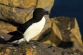 razorbill (Alca torda) Latrabjarg Iceland Royalty Free Stock Photo