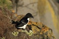 razorbill (Alca torda) Latrabjarg Iceland