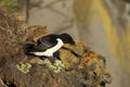 razorbill (Alca torda) Latrabjarg Iceland