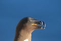 razorbill (Alca torda) Latrabjarg Iceland