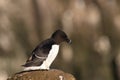 razorbill (Alca torda) Latrabjarg Iceland Royalty Free Stock Photo