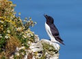 Razorbill - Alca torda, perched on the cliff face.