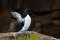 Razorbill - Alca torda