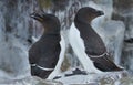 Razorbill (Alca torda)