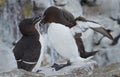 Razorbill (Alca torda)