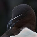 Razorbill (Alca torda)