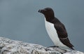 Razorbill (Alca torda)