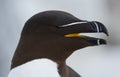 Razorbill (Alca torda)