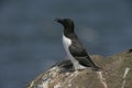 Razorbill, Alca torda