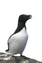 Razorbill, Alca torda