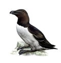 Razorbill Alca torda Royalty Free Stock Photo