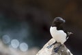 Razorbill standing on rock of coastal cliff